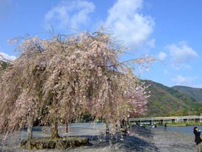 中の島枝垂れ桜