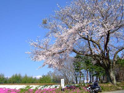 大峰高原の桜