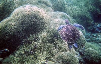 阿嘉ビーチ海亀
