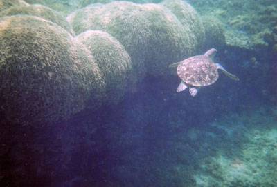 阿嘉ビーチ海亀