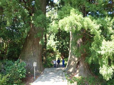 樹齢８００年の夫婦杉