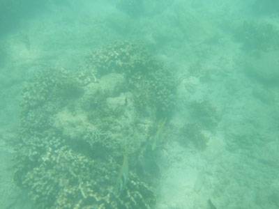 サピ島の珊瑚