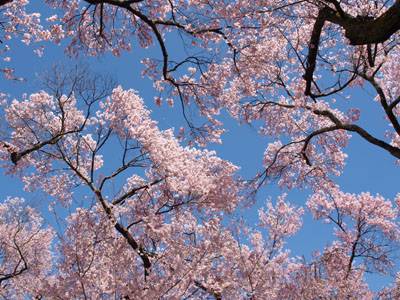 青空に桜に飛行機