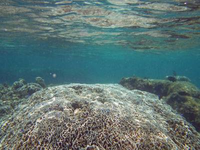 米原ビーチ波打ち際の珊瑚