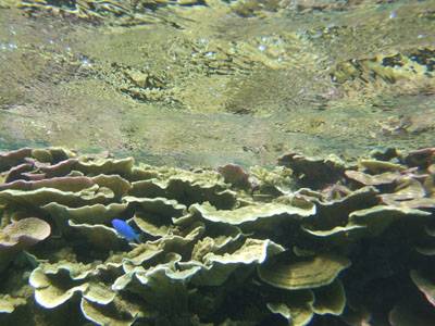 仲本海岸の珊瑚