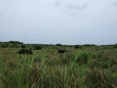 鳩間島の牛