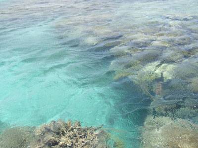 ニシ浜の枝珊瑚