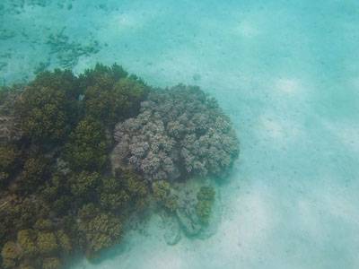珊瑚調査写真
