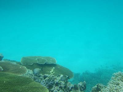 珊瑚調査写真