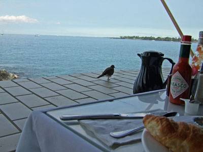 朝食を狙う鳥