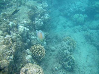 ハナウマ湾の珊瑚