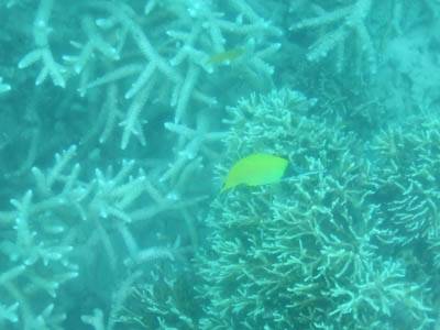 川平湾の珊瑚