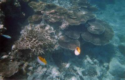 ニシ浜の珊瑚