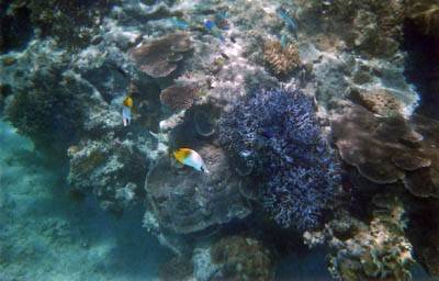 ニシ浜の珊瑚